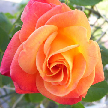 Majestic climbing roses on garten arch