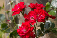 Rot climbing roses on garten arch