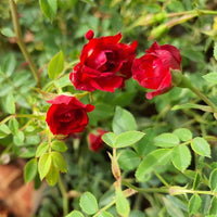 Climbing roses on garten arch