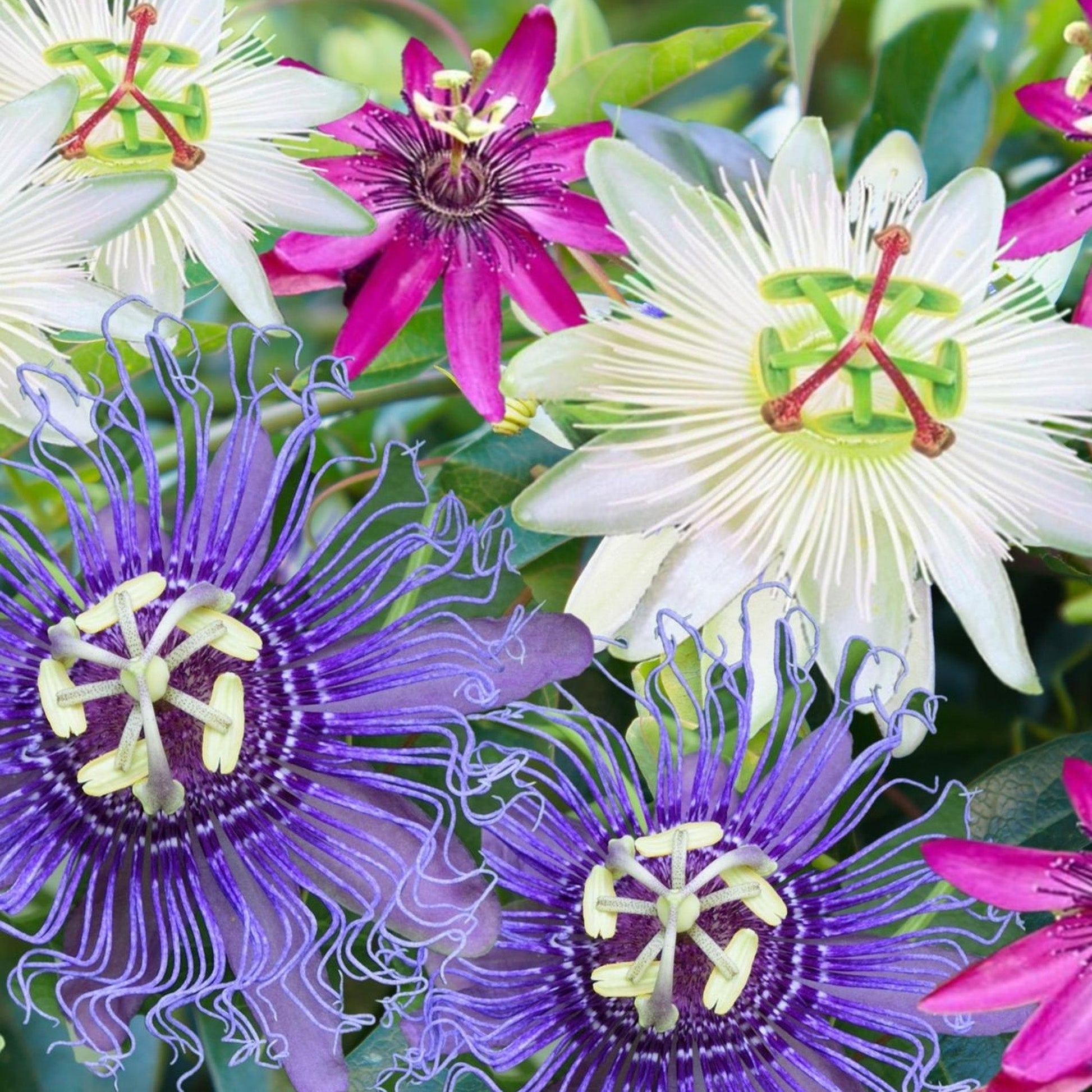 Assiflora mixed color blumen in garten beds