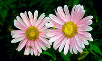 Elegant rosa & weiß aster pflanzen in bloom