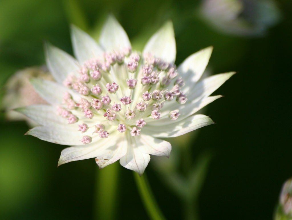 Garten astrantia blume samen