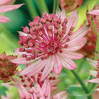 Astrantia pincushion blumen in garten beds