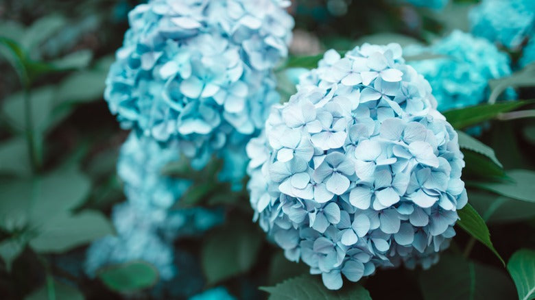Sky blau azaleas blooming in landscape