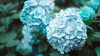 Sky blau azaleas blooming in landscape