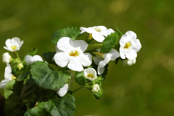 Garten bacopa blume samen
