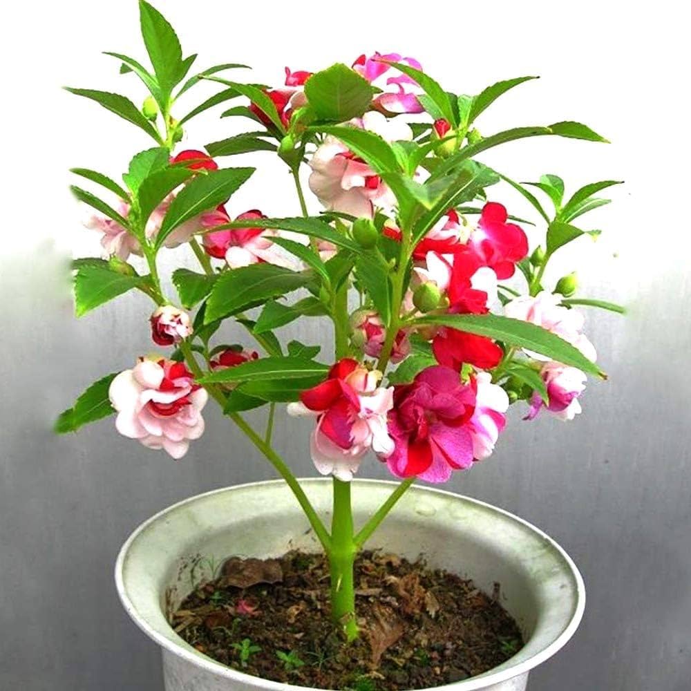 Balsam rot and weiß blumen in garten bed