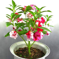 Balsam rot and weiß blumen in garten bed