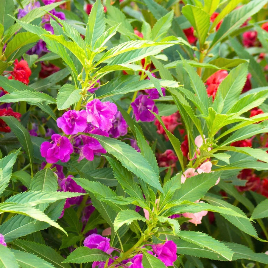 Violett Impatiens Balsamine Blumensamen zur Aussaat robust Sorte Traditionssorte & ohne Gentechnik Samen Hausgarten