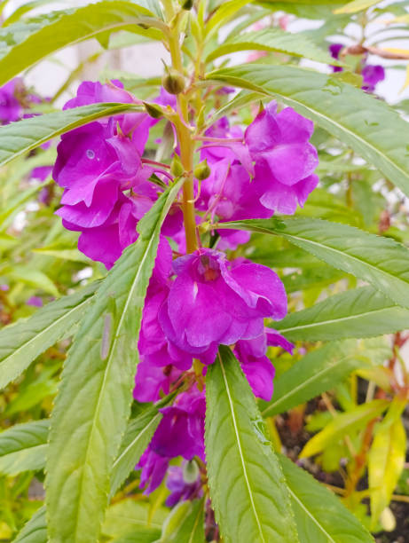Garten balsamine violet samen – easy to grow annual blumen