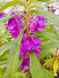 Garten balsamine violet samen – easy to grow annual blumen