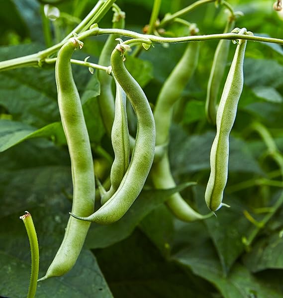 Bean pflanzen wachsend in home garten
