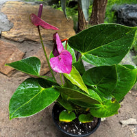 Anthurium violet blumen in garten beds