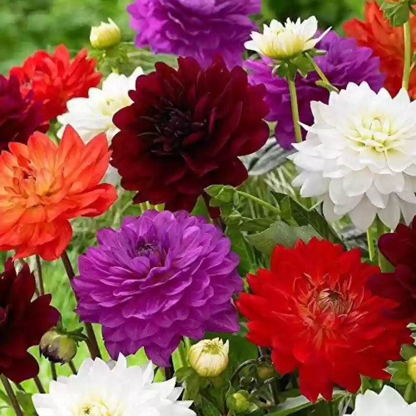 Bedding blumen wachsend in a garten bed