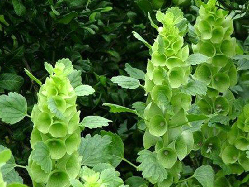 Garten bell grün blume samen