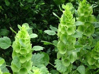 Garten bell grün blume samen