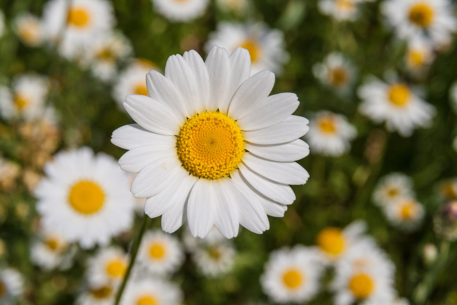Garten bellis perennis weiß blume samen