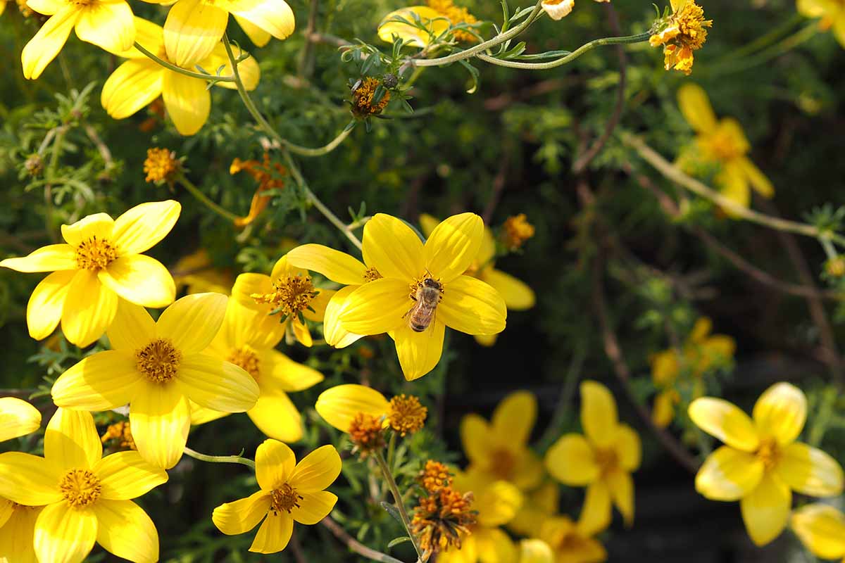 Garten bidens blume samen
