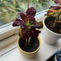 Garten schwarz dragon coleus samen
