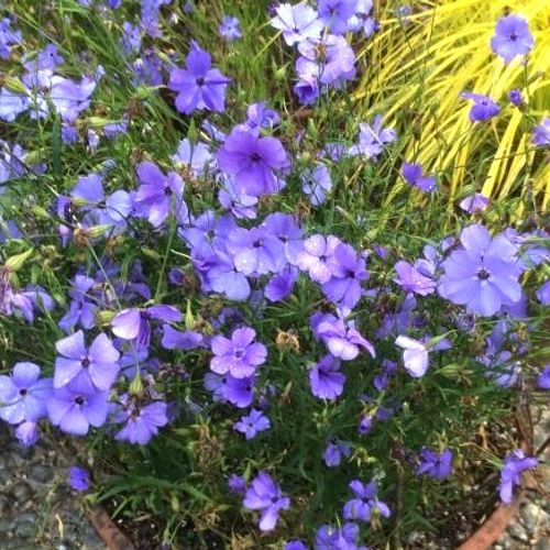 Garten blau oculata blume samen