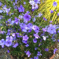 Garten blau oculata blume samen