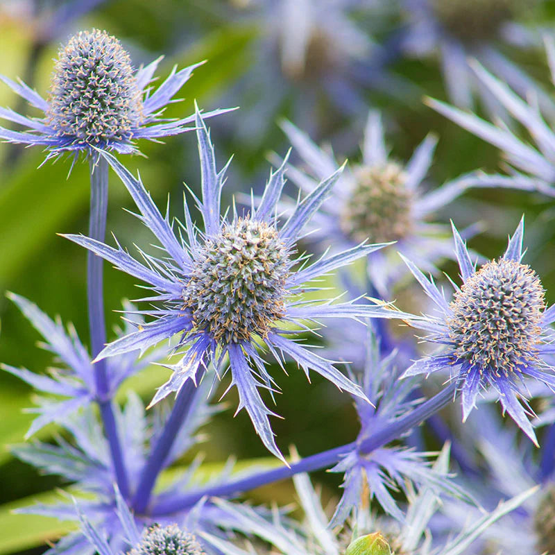 Garten blau sea holly blume samen