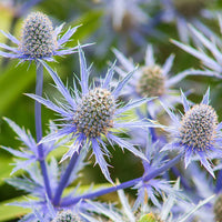 Garten blau sea holly blume samen