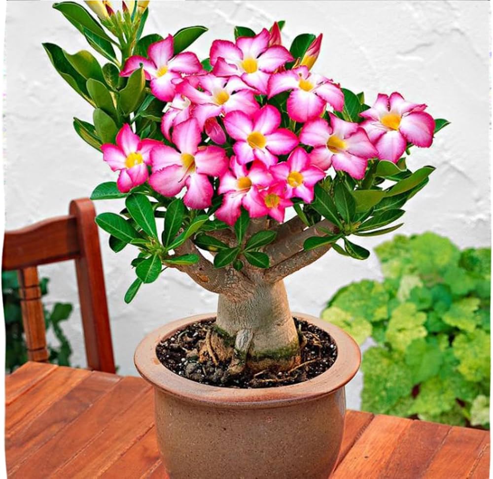 Adenium obesum rosa & gelb blumen in garten borders