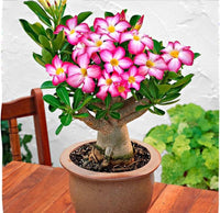 Adenium obesum rosa & gelb blumen in garten borders
