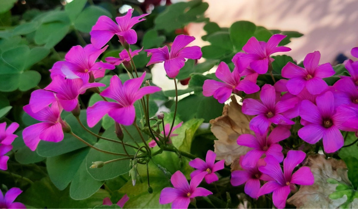 African oxalis blumen in garten borders