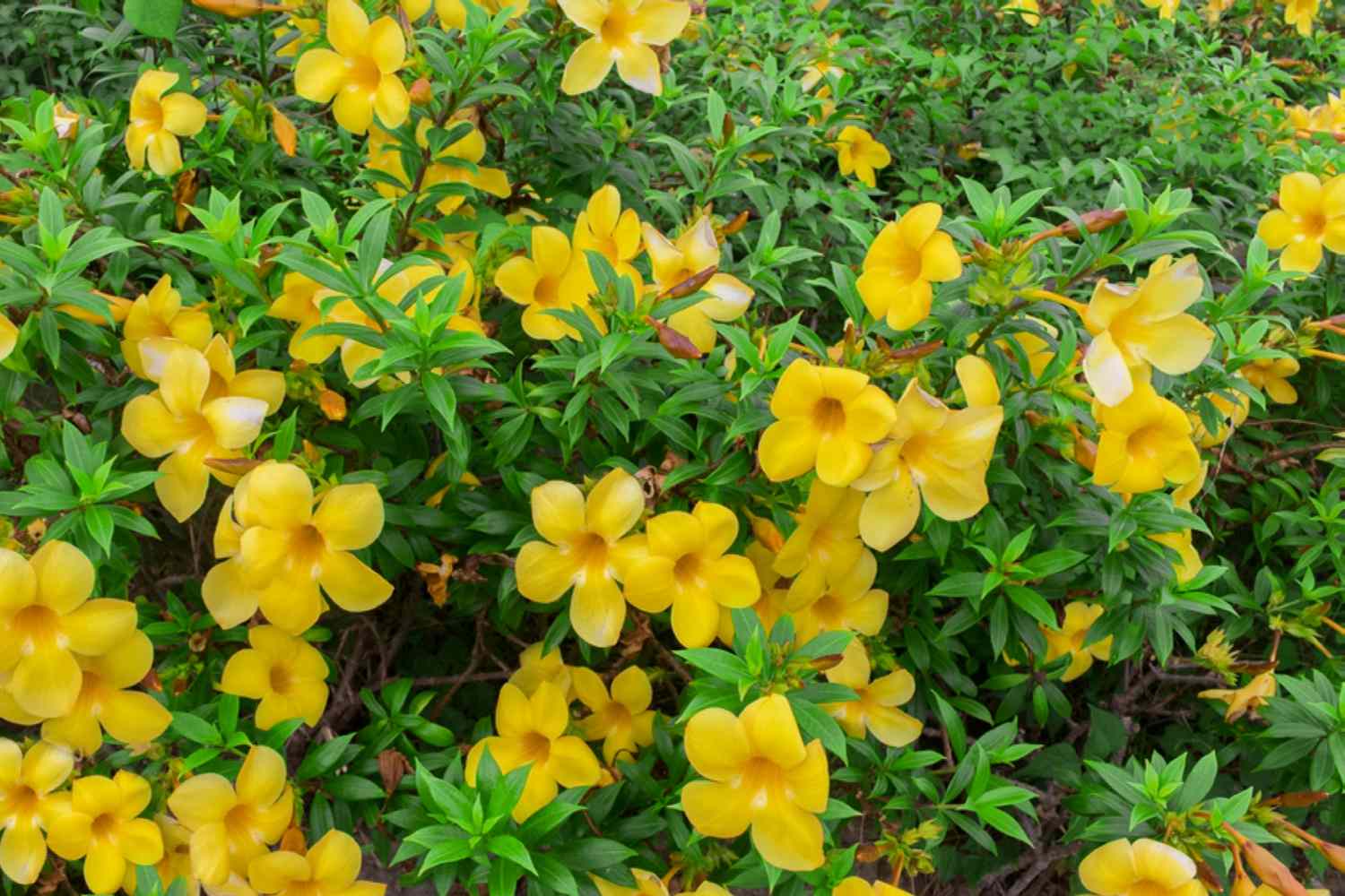 Allamanda blumen in garten borders
