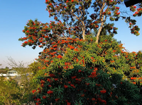 Alloxylon tree in garten border