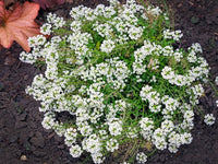 Alyssum blumen in garten borders