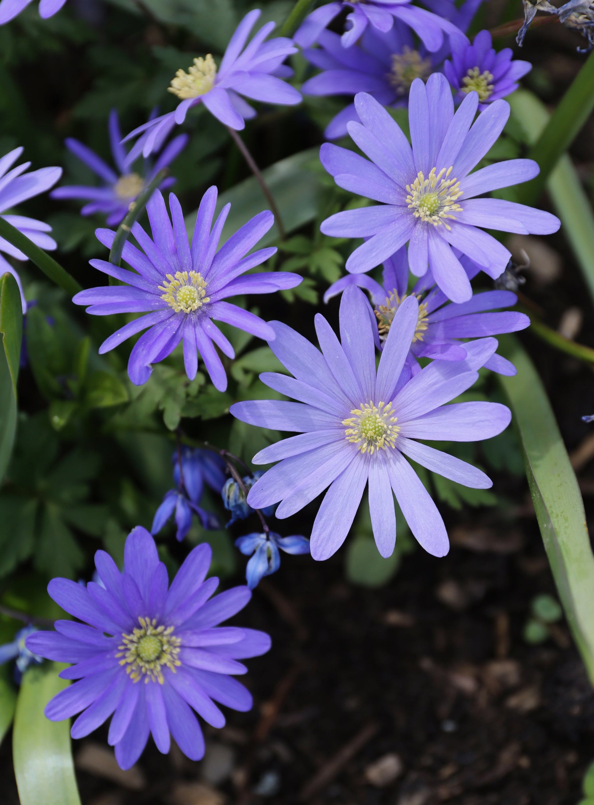 Anemone blanda blumen in garten borders