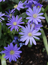 Anemone blanda blumen in garten borders