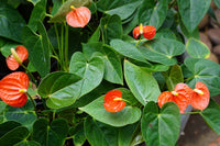 Anthurium orange blumen in garten borders