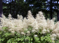 Aruncus weiß blumen in garten borders