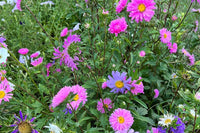 Aster blumen in garten borders