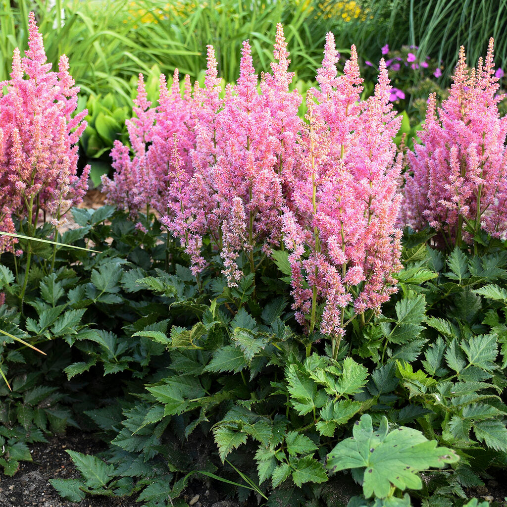 Astilbe pumila blumen in garten borders