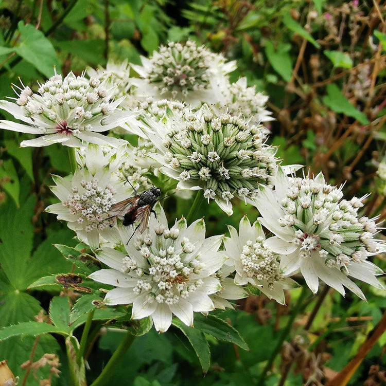 Astrantia weiß blumen in garten borders