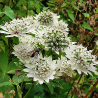 Astrantia weiß blumen in garten borders