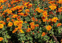 Autumn blumen in garten borders
