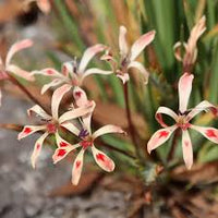 Babiana tubulosa blumen in garten borders