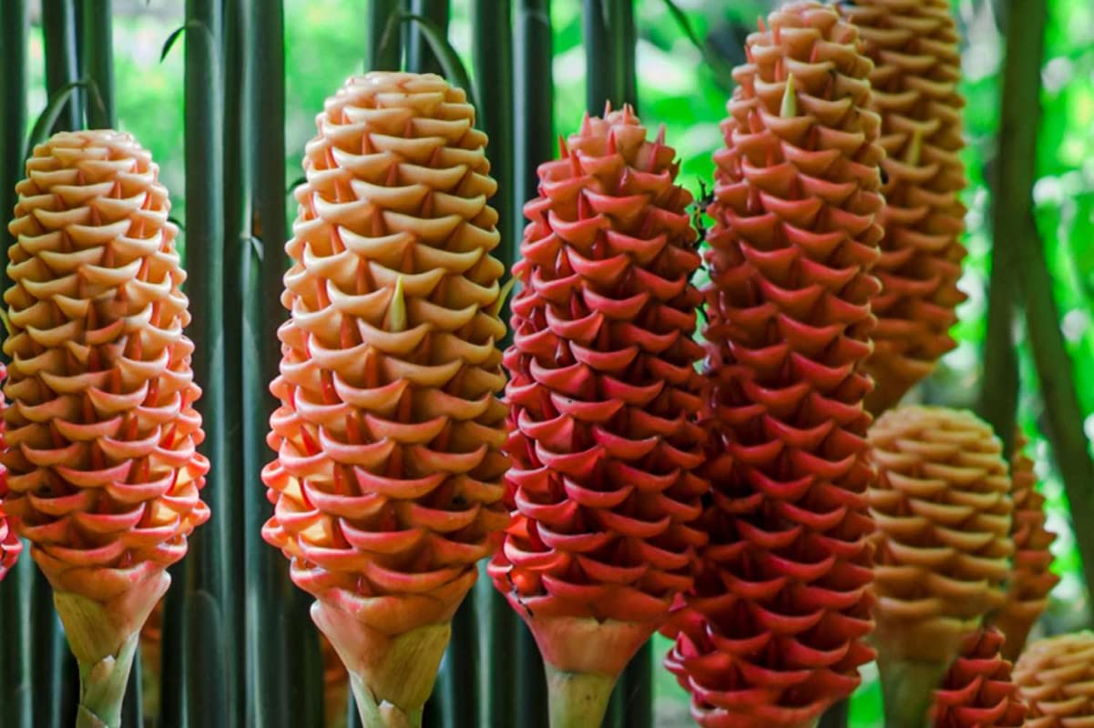 Tropical beehive ginger blumen in garten borders