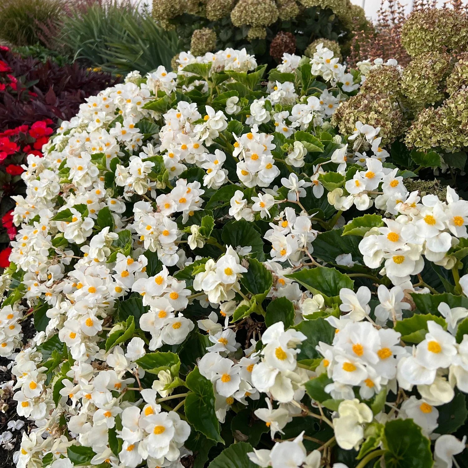 Begonia blumen in garten borders in shade