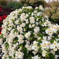 Begonia blumen in garten borders in shade