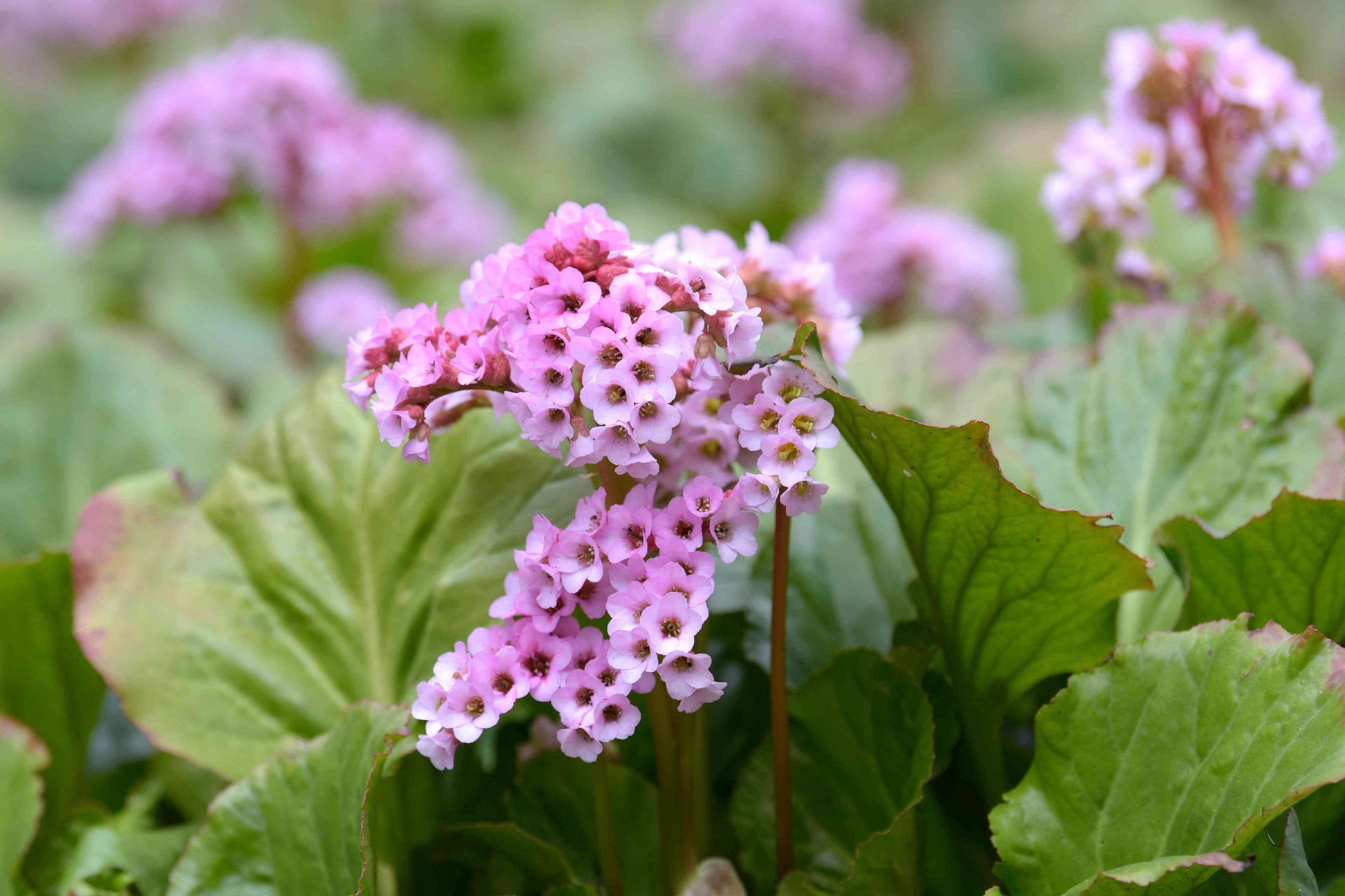 Bergenia blumen in garten borders