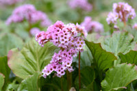 Bergenia blumen in garten borders