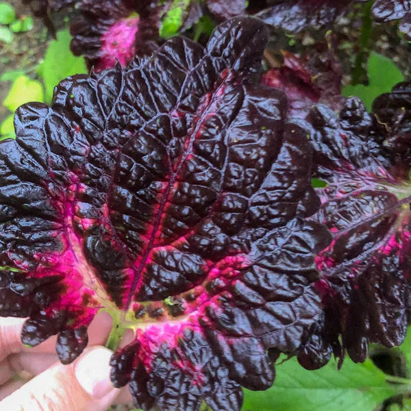 Schwarz rot dragon coleus in garten borders
