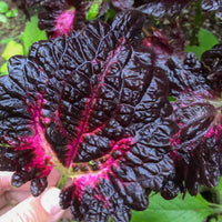 Schwarz rot dragon coleus in garten borders